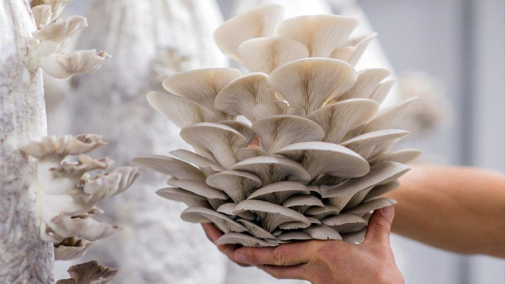 harvesting-oyster-mushrooms-1024×576-1